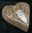 Fossil Orthoceras Box (Heart) - Stoneware #12222-1